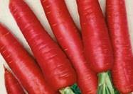 Морковь сахарная