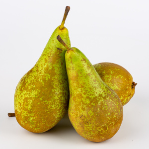 Груша Конференц