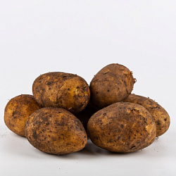 Картофель 2025