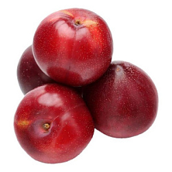 Слива красная