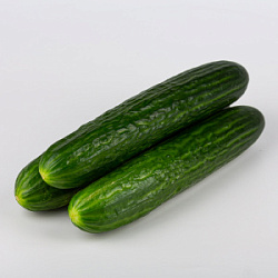 Огурцы тепличные