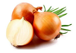 Лук репчатый