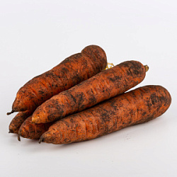 Морковь желтая 